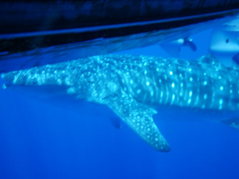 Illustration for article titled Review: Pentax W60 Waterproof Camera Catching Whale Sharks